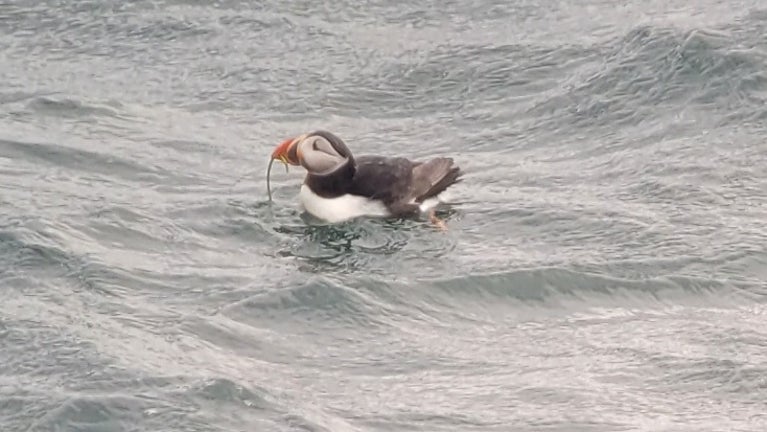 Puffin on the sea with nesting material in its beak.
